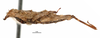 CollectionObject 1567147; 75d93015-a33f-4723-9519-cd68daad9aff: male, lateral view (holotype). (CollectionObject).