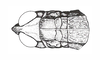 Coyacris brevipennis (Ronderos, 1979): Fig. 2. male, head and pronotum, dorsal view. (Otu).