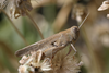 Calliptamus plebeius plebeius (Walker, 1870): individual from Tenerife (Canary Islands, Spain). (Otu).