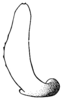 Anaulacomera (Cervicercora) apolinari Hebard, 1927: Pl. XX, Fig. 9 (after type). caudal view of male cercus (parts concealed or foreshortened in this aspect). (Otu).