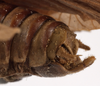 CollectionObject 1534735; 94b56ed9-1d7f-4b61-907f-e5d3ce4c8af8: male cerci (paralectotype). (CollectionObject).