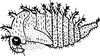 Nymph: !! display not done !! on Tortistilus Caldwell, 1949: (Observation).