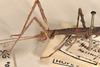 CollectionObject 1559808; 8ce20cec-1e71-4d3a-950d-252cb855b0d4: copyright OUMNH. female: head & thorax, lateral view of Phasma (Acanthoderus) semiarmata (holotype). (CollectionObject).