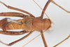 CollectionObject 1505905; c0b53767-6a50-421d-b906-e933c03344de: female, dorsal view (syntype). (CollectionObject).