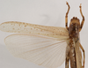 CollectionObject 1534473; 827c1344-6ea5-447f-8c5e-36c92b154018: female, dorsal view (holotype). (CollectionObject).