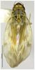 Habitus, dorsal view on Arboridia (Arboridia) baiyunensis Song & Li, 2013: (Observation).
