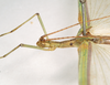 CollectionObject 1563897; f705f437-bad1-41fd-acc8-863f03dff2e0: copyright Natural History Museum, London. female: head and thorax, lateral view (paralectotype). (CollectionObject).;CollectionObject 1563898; 1d1172e3-5c6c-4e2e-80eb-12dffc110707: copyright Natural History Museum, London. female: head and thorax, lateral view (paralectotype). (CollectionObject).