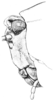 Nomotettix cristatus cristatus (Scudder, 1862): Fig. 11. female, head, lateral view. (Otu).