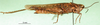 CollectionObject 1570317; 29ae75cb-6348-4816-9820-cb68674ab9a3: female, lateral view (paratype of Gymnobothrus houyi). (CollectionObject).