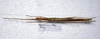 CollectionObject 1576190; 913b86dd-4fa2-4411-a904-dae50592a130: copyright SMSM, Kuching. female, dorsal view (paratype). (CollectionObject).