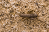 CollectionObject 2738367; b97b35cc-d52f-492a-a55b-b58dc88e86e0: Male. Dorsal view. Caleu, Santiago, Chile. (CollectionObject).