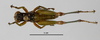 CollectionObject 1588729; 22f080c9-69e8-47a1-93ac-5707cbd53097: male, dorsal view. (CollectionObject).