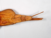 CollectionObject 1558976; 758418ff-ab08-4a07-8c6f-eb8090c2a17e: copyright ZMHB, Berlin. female: end of abdomen, dorsal view of synonym Hermarchus muelleri (holotype). (CollectionObject).