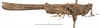 CollectionObject 1572230; 436bc8e0-0f2b-429b-b284-06453976ec17: male, lateral view (paralectotype). (CollectionObject).
