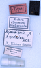 CollectionObject 1534526; 6066b610-356e-42e4-ad35-3087b1beee45: labels (holotype). (CollectionObject).
