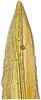 Ovipositor on Buloria gyponinoides Distant, 1908: Valvula I. (Observation).
