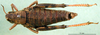 CollectionObject 1566728; 7d5f4211-1d98-4e53-b067-2cd7f4c1a59a: female, dorsal view (paratype). (CollectionObject).