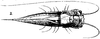 Lirometopum coronatum Scudder, 1875: Pl. 19, Fig. 3. female, dorsal view (tegmina 34 mm, ovipositor 25 mm). (Otu).