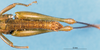 CollectionObject 1537590; 65ddc1be-43f9-45cd-a984-e1e47eef91ae: male abdomen, lateral view (holotype). (CollectionObject).
