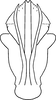 Aedeagus, ventral view: Aedeagus (E. fraxa Robinson), ventral view. (Observation).