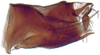 Pygofer, lateral view: Drabescus zhangi, pygofer, laterally (MNHN). (Observation).