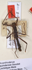 CollectionObject 1558158; 1434382a-3c96-4a2e-b641-5a91a6d9f1d5: copyright OUMNH. male (paralectotype). (CollectionObject).;CollectionObject 1558159; 9a8fbe54-2048-4288-9a1c-3f6fed7b3237: copyright OUMNH. male (paralectotype). (CollectionObject).