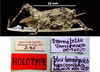 CollectionObject 1567087; 4fb636bf-a421-46cf-a6ee-ccd68368ac89: female with labels (holotype). (CollectionObject).