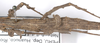 CollectionObject 1563000; 2d291d5d-5630-4ecb-9b66-ad2e215bf70e: copyright F. Hennemann. female, first abdominal segments (paratype). (CollectionObject).;CollectionObject 1563001; 685949bb-edc0-40bb-9b53-806f4c470ab1: copyright F. Hennemann. female, first abdominal segments (paratype). (CollectionObject).