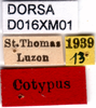 CollectionObject 1576841; a341aa18-38e4-4085-8266-03c1069857be: labels (syntype). (CollectionObject).