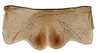 Sternite VII (female) on Pseudocostanana flavina (DeLong & Freytag, 1972): Female specimen [DZUP]: sternite VII, ventral view. (Observation).