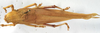CollectionObject 1539752; e07ce68e-0f42-484b-9024-ac61281af520: male dorsal (holotype). (CollectionObject).
