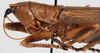 CollectionObject 1498547; 2847d3c6-b823-4a1d-826e-5efa7ee72d64: female head and pronotum, lateral view. (CollectionObject).