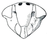 Head: !! display not done !! on Colladonus Ball, 1936: Colladonus collaris, face. (Observation).