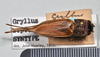 copyright Natural History Museum, London. female, dorsal view (syntype of Gryllus septentrionalis). Depicts CollectionObject 1520735; f8cac87e-d2d9-4c0f-81b3-3779818d4525, a CollectionObject.