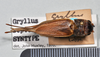 CollectionObject 1520735; f8cac87e-d2d9-4c0f-81b3-3779818d4525: copyright Natural History Museum, London. female, dorsal view (syntype of Gryllus septentrionalis). (CollectionObject).