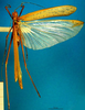 CollectionObject 1500564; 2411e313-9118-421f-b3a8-5e28130c926d: male, dorsal view (holotype). (CollectionObject).