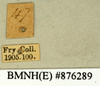CollectionObject 1573030; 3c05fda7-5248-49bf-82c0-1566414a3408: Copyright Natural History Museum, London. Labels from non-type (adult male) in BM(NH). (CollectionObject).