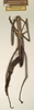 CollectionObject 1557438; 1f743a61-a5b0-4aeb-9472-68b58417f297: copyright NMW, Vienna. female of synonym Palophus transvaalensis (syntype). (CollectionObject).
