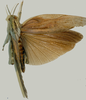 Porthetis carinata (Linnaeus, 1758): dorsal view. (Otu).