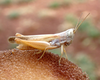FieldOccurrence 158; 229f16e7-e5a2-42e7-8a6c-7e640e0a3bc5; Tanzania
Lake Chala area eastern slopes Mount Kilimanjaro, 2020/12/29: male, lateral view. (FieldOccurrence).