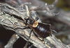 CollectionObject 1496574; 7b764b7b-3ecb-4e05-ab9d-a82ea560691f, CH0620: male, dorsal view. (CollectionObject).