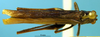 CollectionObject 1521371; 6011bee6-010b-4b67-b803-2ff57a0f890f: female, dorsal view (lectotype). (CollectionObject).