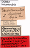 CollectionObject 1507146; aeb58e5e-1c10-452b-8574-13a5ef645a1e: labels (syntype). (CollectionObject).