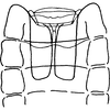 Abdomen, sternal apodemes, ventral view on Empoasca (Empoasca) guttiformis Cunningham & Ross, 1965: Sternal apodemes. (Observation).