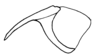 Aleuas uruguayensis Carbonell, 2008: Fig. 33B. cingulum, lateral view. (Otu).