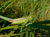 CollectionObject 1591172; 829e7598-0ff7-4601-a0ca-a4de73b6119f: BG: W Danubian Plane, near Vidin, male. (CollectionObject).
