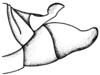 Scotussa impudica Giglio-Tos, 1894: Fig. 65. male abdomen tip, lateral view. (Otu).