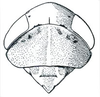 Head: !! display not done !! on Tropicanus DeLong, 1944: Tropicanus costomaculatus, head, pronotum, and mesonotum, dorsally. (Observation).