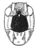 Cocconotus (Cocconotus) molaris (Rehn, 1946): Fig. 86. male face. (Otu).