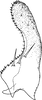 Subgenital plate, ventral view on Arboridia (Arboridia) baiyunensis Song & Li, 2013: (Observation).
